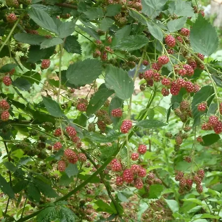 Au Son Du Jardin Poitevin 3* Saint-Laurs