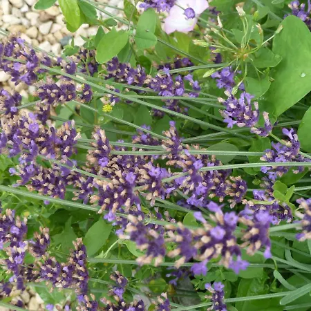 Frühstückspension Au Son Du Jardin Poitevin 3*