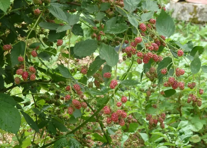 Au Son Du Jardin Poitevin 3* Saint-Laurs